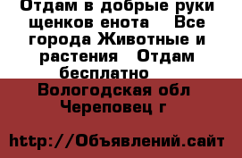 Отдам в добрые руки щенков енота. - Все города Животные и растения » Отдам бесплатно   . Вологодская обл.,Череповец г.